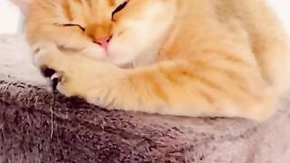 Cute cat ????