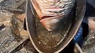 Asian street food 鱼