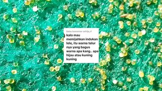 Warna telur lele yang bagus itu bagaimana, hijau, cokelat, atau kuning❓