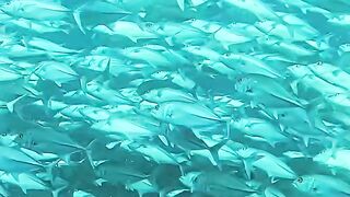 gathering fish
