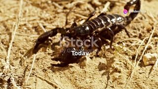 a day in the life of scorpion.