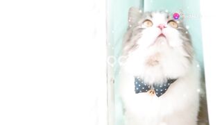 5 signs that your cat is happy ????.
