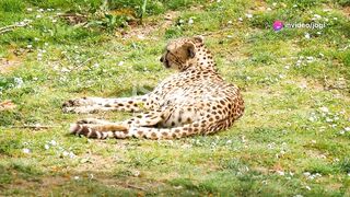 cheeta-the speed king of Savannah.
