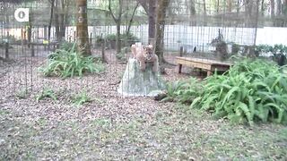Cougar Talk...