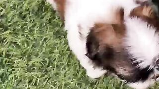 Shitzu