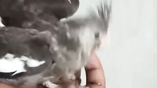 Co co