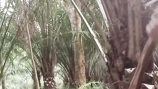 palm tree care