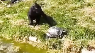 Funny animals - Love it!