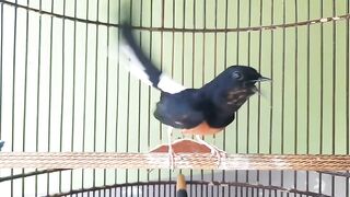 Bird Song of Murai Batu Medan