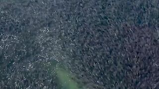 Amazing fish (Tap Sound On)