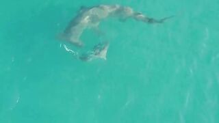 Hammerhead shark hunt down blacktip shark off the beach, watch until the end of the video !!!