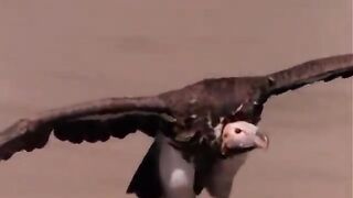 You Won t Believe What These Furious Birds Of Prey Can Do.