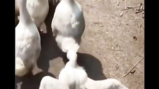 Rule breaker