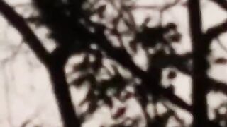 পাপিয়া পাখির ডাক _ভোর বেলা