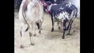 Big Beautiful Pair of Cows