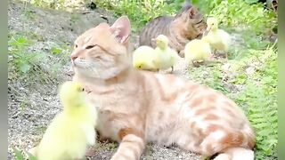 Pengasuh anak Bebek