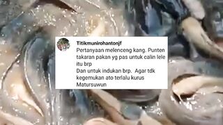 Takaran pakan yang pas untuk induk lele calin berapa, agar tidak terlalu kegemukan❓