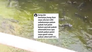 Ikan lele saya ukuran LBG, pakan full pelet Bagaimana kalau ganti pakan alternatif CCM❗BOLEH atau TIDAK❓