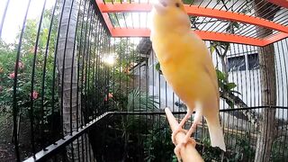 Most Beautiful Chirping of Canary