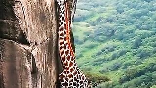 rescue of a giraffe that fell into a ravine