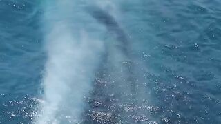 a whale catching a plankton