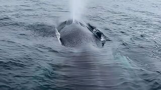 MAMOTH FIN WHALE