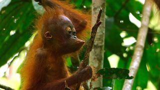 Baby Orangutan Needs a Hand