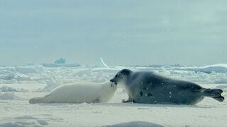 Arctic: Our Frozen Planet