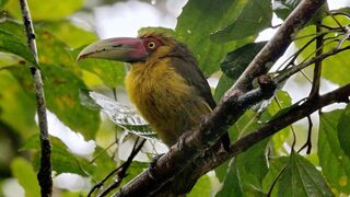 A Relaxing Journey To The Rainforests of South America | The Wild Place |