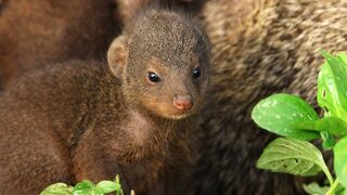 Mongooses Give Warthogs a Spa Day | Serengeti III |