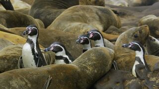 Penguins Crowd Surf Over Hundreds of Sea Lions | 4K UHD | Seven Worlds One Planet |