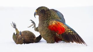 Playtime for Young Kea Birds
