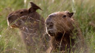 The Soothing Wetlands of Argentina | The Wild Place |