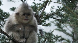 Close  for Baby Snub-Nosed Monkey | 4K UHD | China: Nature's Ancient Kingdom |