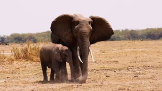 Protecting Kenya's Elephants | Our Frozen Planet |
