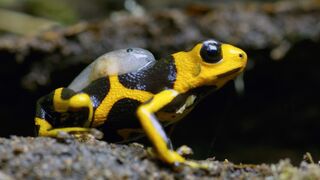 Being a Poison Dart Frog Parent is HARD | 4K UHD | Seven Worlds One Planet |