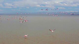 Experience Flight Like A Flamingo | The Wild Place