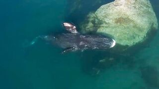 Whale Health Spa | Frozen Planet II