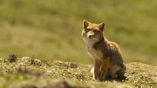 Feeding Hungry Fox Cubs is a Full-Time Job | 4K UHD | China: Nature's Ancient Kingdom