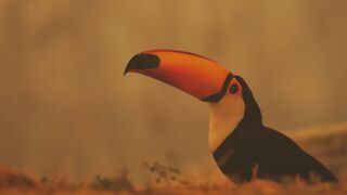 Pantanal: Wildfires in a Wildlife Haven | Our Frozen Planet