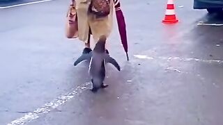 Old Lady On The Road