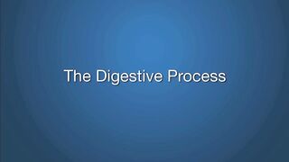 The Digestive Process: How Your Body Turns Food into Energy
