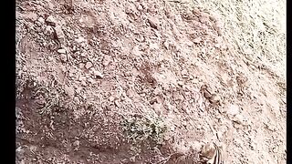 jungle cat hunting rabbits