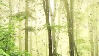 Rain And Tears