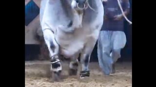 World's biggest Bulls