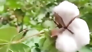 This is how to pick cotton.