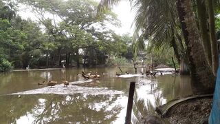 গ্রাম বাংলার ঐতিহাসিক নৌকা বাইচ