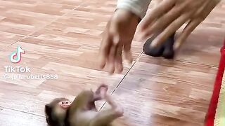 Monkey bibi Latest video #animalcute #monkeydluffy