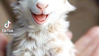 11 world cutest tiny guys#ai #cute #animalsoftiktok #tiny