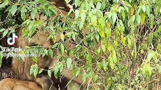 Serengeti today,the lion makes babies ????